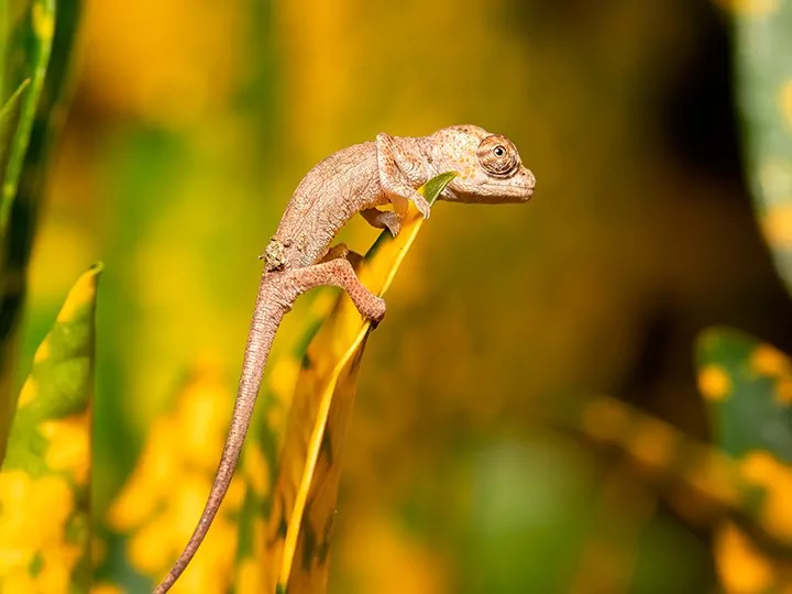 Natur, kultur og lemurer i Madagaskar