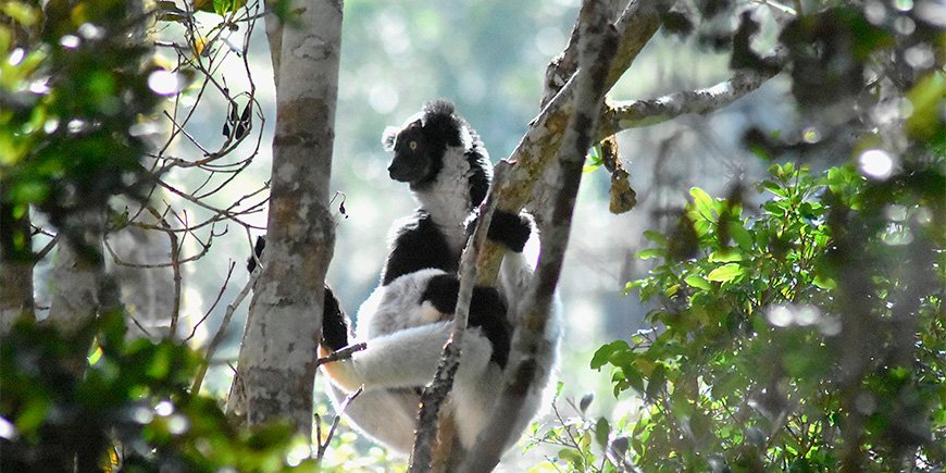 Indrilemur i et træ i Madagaskar