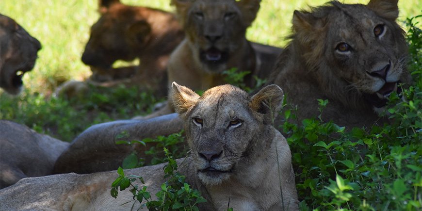 Løveflok i Ruaha i det sydlige Tanzania