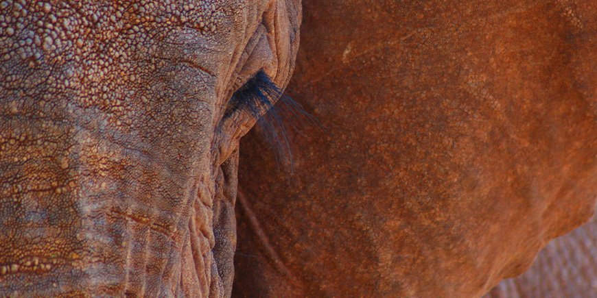 En elefant helt tæt på i Tsavo i Kenya