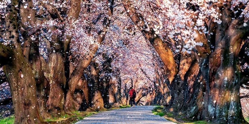 Kirsebærblomstring i Kyoto, Japan