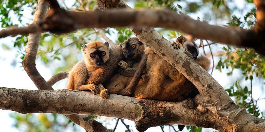 En gruppe brune lemurer i skoven i Madagaskar