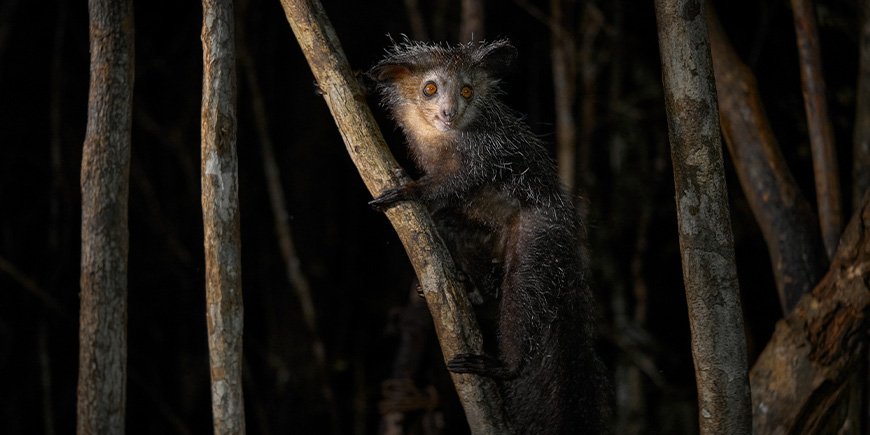 Aye Aye-lemur kigger på kameraet i mørket