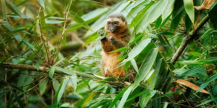 Bambus-lemur, der spiser bambus i Ranomafana Nationalpark i Madagaskar