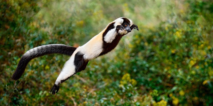 Sort/hvid-pelset lemur springer mellem træerne i Madagaskar