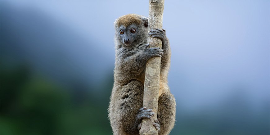 Bambuslemur sidder i et træ i Ranomafana Nationalpark