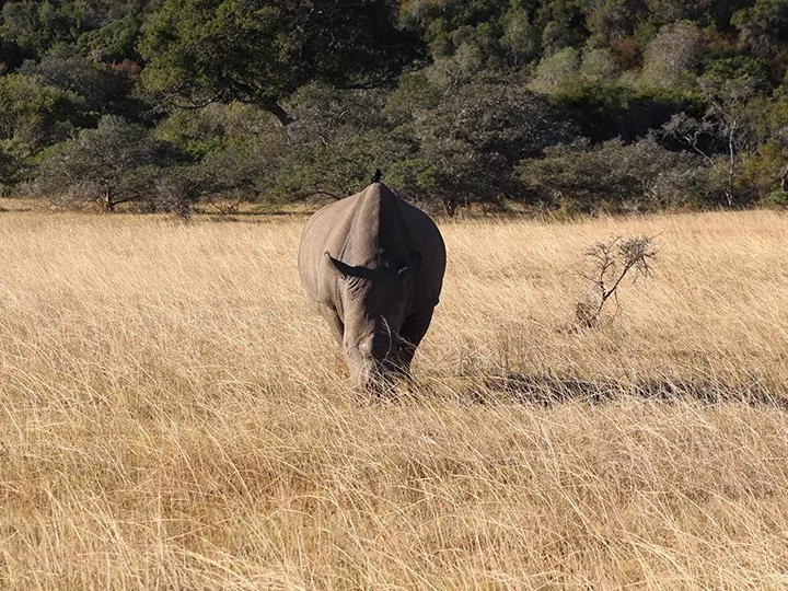 Kariega Game Reserve, Sydafrika