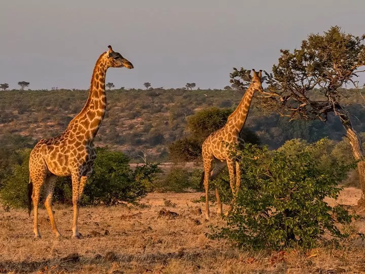 Safari i Sydafrika & lemurer i Madagaskar