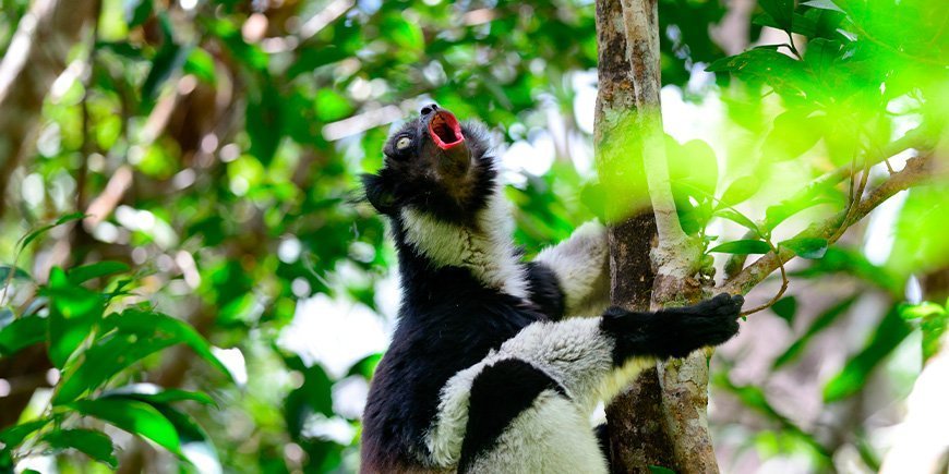 Indri-lemur synger i træerne i Madagaskar