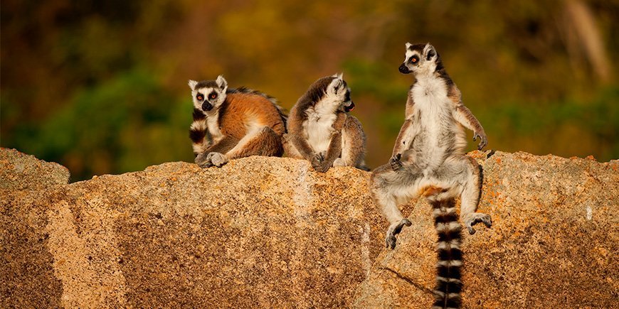 Ringhalede lemurer hænger ud i Madagaskar