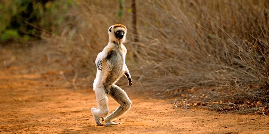 En Sifikalemur danser henad en vej