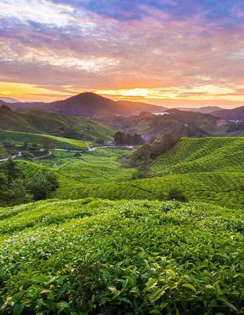 Malaysias højdepunkter & badeferie på Langkawi