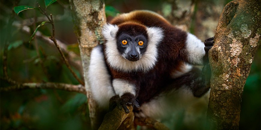 Close-up af lemur i Andasibe-Mantadia Nationalpark i Madagaskar