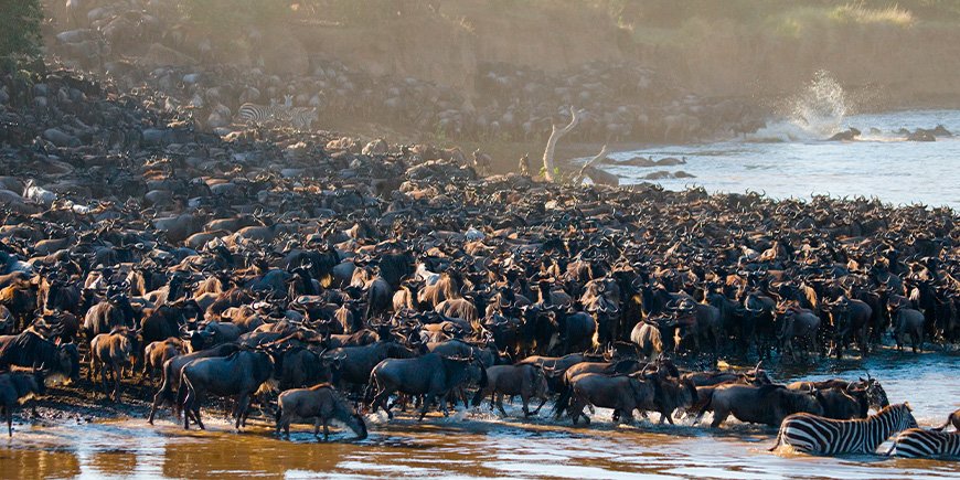 Massevis af gnuer samlet ved Mara-floden i Kenya