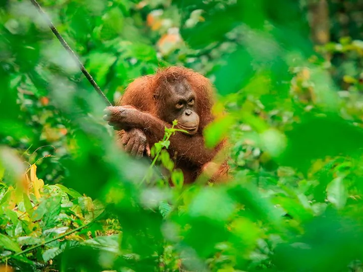 Rejser til Borneo